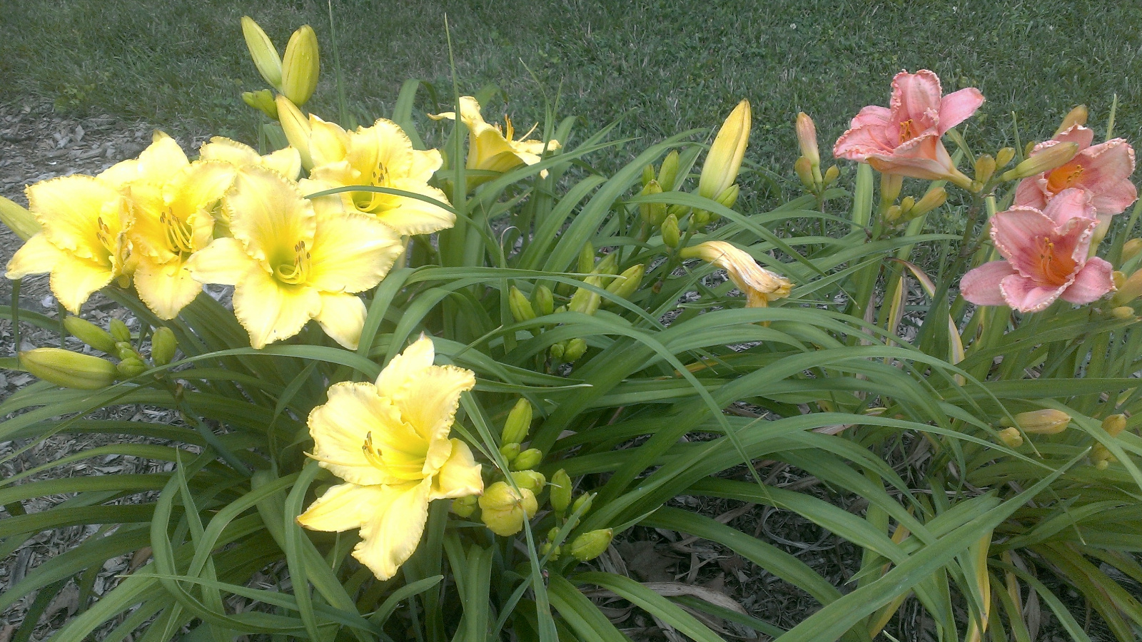 Daylilies